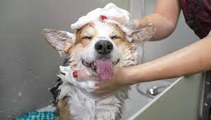 dog shampooing